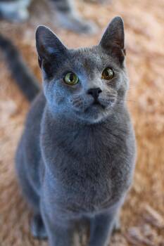 Domestic Short Hair Cats Available for Adoption in Greensburg, Pennsylvania - Hawk | PetCurious