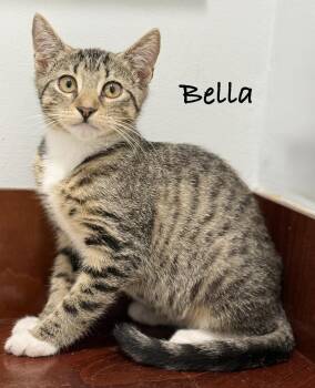 Bella -  Domestic Short Hair Cat for Adoption in Pawleys Island, South Carolina - Bella | PetCurious