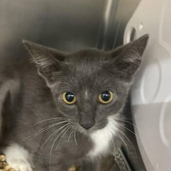 Bruce -  Domestic Short Hair Cat for Adoption in West Palm Beach, Florida - Bruce | PetCurious
