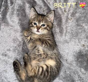 Rescue Domestic Short Hair Cats for Adoption in Brownsville, Pennsylvania - Britt | PetCurious