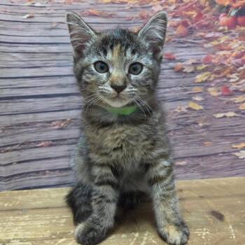 Dot -  Domestic Short Hair Cat for Adoption in Normal, Illinois - Dot | PetCurious