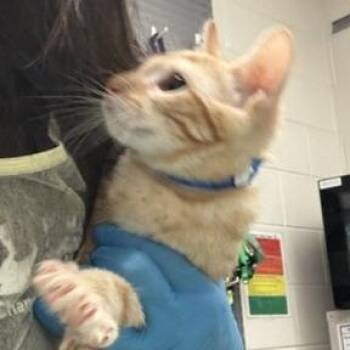 Tank -  Domestic Short Hair Cat for Adoption in Murray, Utah - Tank | PetCurious