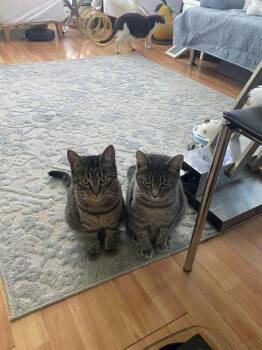 Domestic Short Hair Cats Available for Adoption - Bonded Sisters Nova And Marina  | PetCurious