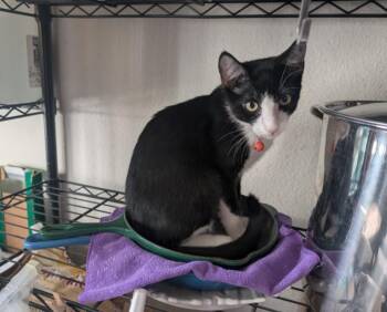 CHIPOTLE -  Domestic Short Hair Cat for Adoption in Burbank, California - CHIPOTLE | PetCurious