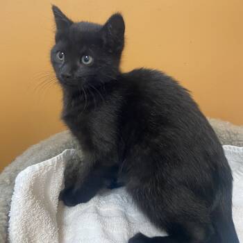 Rescue Domestic Short Hair Cats for Adoption in Wadena, Minnesota - Spooky | PetCurious