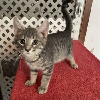 Max -  Domestic Short Hair Cat Available for Adoption in Lacon, Illinois - Max | PetCurious
