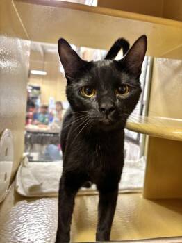 Rescue Domestic Short Hair Cats for Adoption in Sonora, California - Tifa | PetCurious