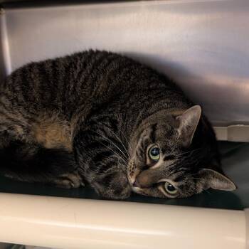 Cinnabon -  Domestic Short Hair Cat for Adoption in St. Augustine, Florida - Cinnabon | PetCurious