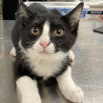 Kayce -  Domestic Short Hair Cat for Adoption in Buffalo, New York - Kayce | PetCurious