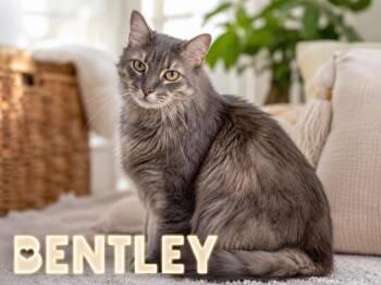 Bentley: DLH (FCID# 06/22/2026 - 10 Trainer) -  Domestic Long Hair and Tabby Cat for Adoption in Greenville, Delaware - Bentley: DLH (FCID# 06/22/2026 - 10 Trainer) | PetCurious
