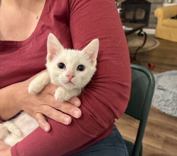 Rescue Domestic Short Hair Cats for Adoption in Camden, South Carolina - Haagen-Dazs (Available For Pre-adoption) | PetCurious