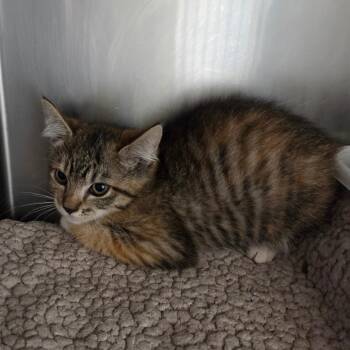 Gouda (Barn home) -  Domestic Short Hair Cat for Adoption in Spokane, Washington - Gouda (Barn Home) | PetCurious