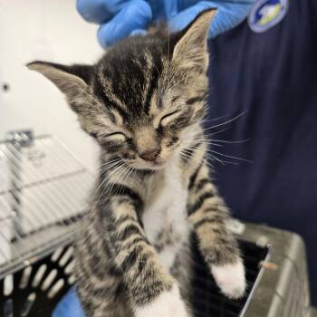 Domestic Short Hair Cats Available for Adoption in Newark, New Jersey - Lammy | PetCurious