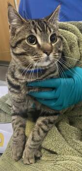 Domestic Short Hair Cats Available for Adoption - HERSHEY | PetCurious