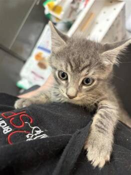 Mr. Potato Head -  Domestic Short Hair Cat for Adoption in West Chester, Pennsylvania - Mr. Potato Head | PetCurious