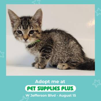 Magpie -  Domestic Short Hair Cat for Adoption in Fort Wayne, Indiana - Magpie | PetCurious