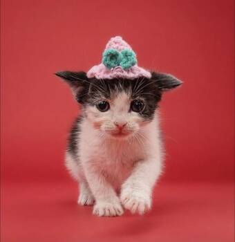 CODY -  Domestic Short Hair Cat for Adoption in Doral, Florida - CODY | PetCurious