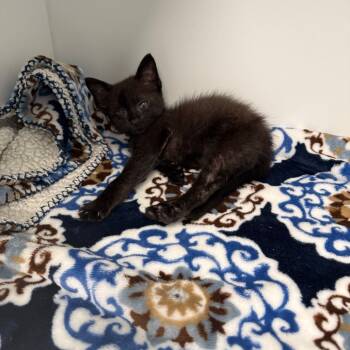 Rescue Domestic Short Hair Cats for Adoption in Port Richey, Florida - Walker | PetCurious