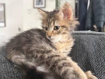 Domestic Long Hair Cats Available for Adoption - Pail | PetCurious