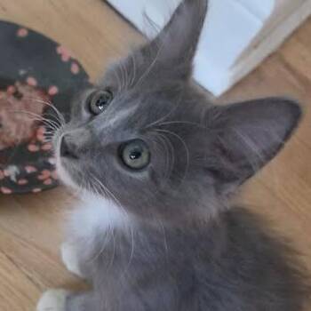 Lux C12210 -  Domestic Medium Hair Cat for Adoption - Lux C12210 | PetCurious