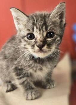 Ellie -  Domestic Short Hair Cat for Adoption in Fresno, California - Ellie | PetCurious
