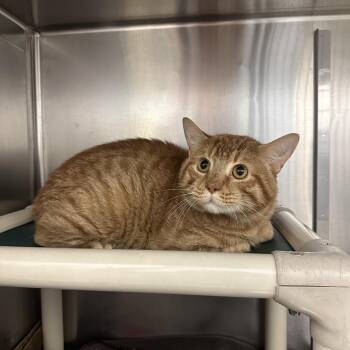 Felix -  Domestic Short Hair Cat for Adoption in Pittsburgh, Pennsylvania - Felix | PetCurious