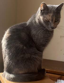 Pearl -  Domestic Short Hair Cat for Adoption in Richmond, Virginia - Pearl | PetCurious