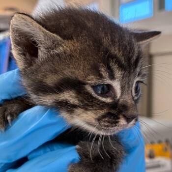 Pebbles -  Domestic Short Hair Cat for Adoption in Ojai, California - Pebbles | PetCurious