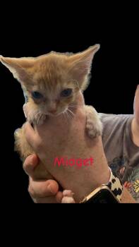 Rescue Domestic Short Hair Cats for Adoption in Hopkinsville, Kentucky - Midget | PetCurious