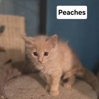 Peaches -  Domestic Short Hair Cat for Adoption in NEW PT RICHEY, Florida - Peaches | PetCurious