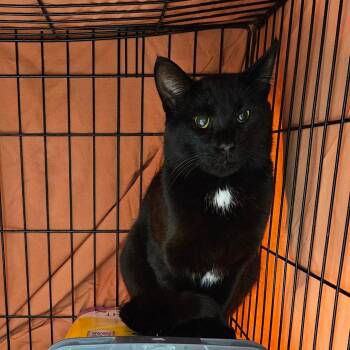 Stewart -  Domestic Short Hair Cat for Adoption in Oneonta, New York - Stewart | PetCurious