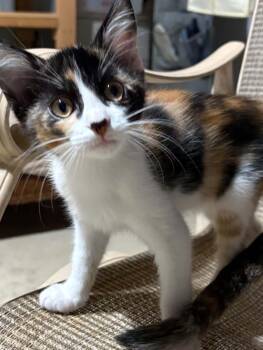 Elsa -  Domestic Short Hair Cat for Adoption in Herculaneum, Missouri - Elsa | PetCurious