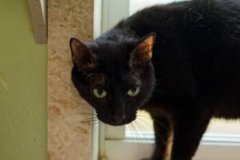 Skyway -  Domestic Short Hair Cat for Adoption in Hot Springs, Arkansas - Skyway | PetCurious