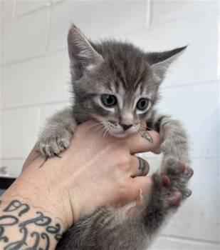 YIN -  Domestic Short Hair Cat for Adoption in San Bernardino, California - YIN | PetCurious