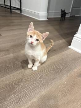Mr. Beef (6801) -  Domestic Short Hair Cat for Adoption in Zephyrhills, Florida - Mr. Beef (6801) | PetCurious