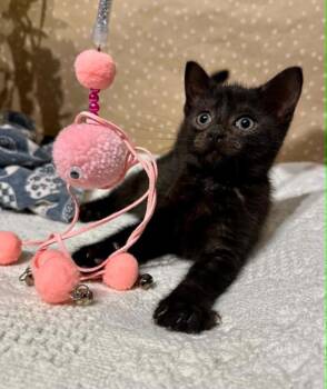 Dot -  Domestic Short Hair Cat for Adoption in Groveland, Massachusetts - Dot | PetCurious