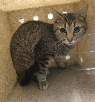 Fish Stick -  Domestic Short Hair Cat Available for Adoption in Dickson, Tennessee - Fish Stick | PetCurious