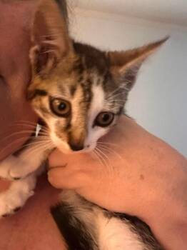 Apricot -  Domestic Short Hair Cat for Adoption in Virginia Beach, Virginia - Apricot | PetCurious