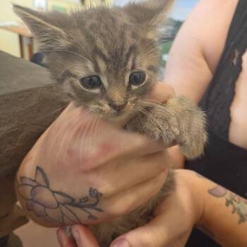 Drew Barrymore -  Domestic Short Hair Cat for Adoption in Lynchburg, Virginia - Drew Barrymore | PetCurious