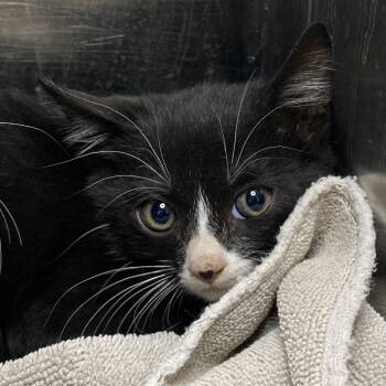 Rescue Domestic Short Hair Cats for Adoption in Palm Springs, California - Churu | PetCurious