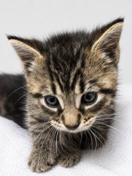 Caleb -  Domestic Short Hair Cat for Adoption in Evansville, Indiana - Caleb | PetCurious