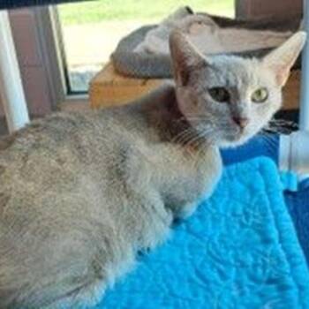 Honey Bun -  Domestic Short Hair Cat for Adoption in Concord, New Hampshire - Honey Bun | PetCurious