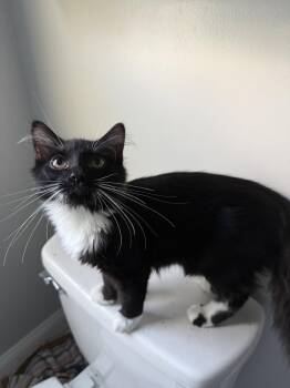 Albert -  Domestic Long Hair Cat for Adoption in Dublin, Ohio - Albert | PetCurious