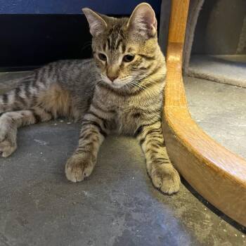 Rescue Domestic Short Hair Cats for Adoption in Las Vegas, Nevada - Salt And Pepper | PetCurious