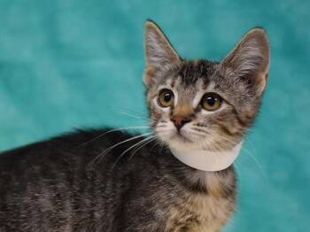Courtney -  Domestic Short Hair Cat for Adoption in Portland, Oregon - Courtney | PetCurious