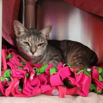 Shale -  Domestic Short Hair Cat for Adoption in Walker, Michigan - Shale | PetCurious