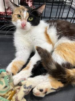 Belladonna -  Domestic Short Hair Cat for Adoption in Cloquet, Minnesota - Belladonna | PetCurious