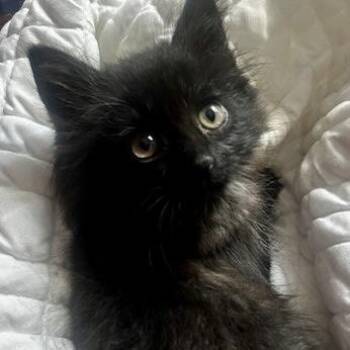 Domestic Medium Hair Cats Available for Adoption in Knoxville, Tennessee - Burris | PetCurious