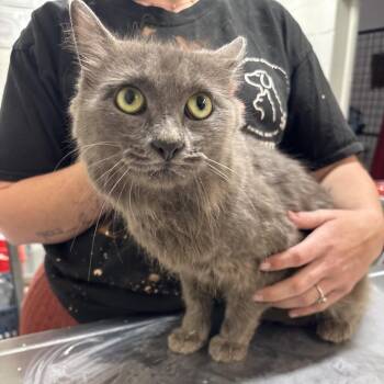 Green -  Domestic Long Hair Cat for Adoption in Clanton, Alabama - Green | PetCurious