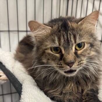 Spaghetti -  Domestic Long Hair Cat for Adoption in Normal, Illinois - Spaghetti | PetCurious